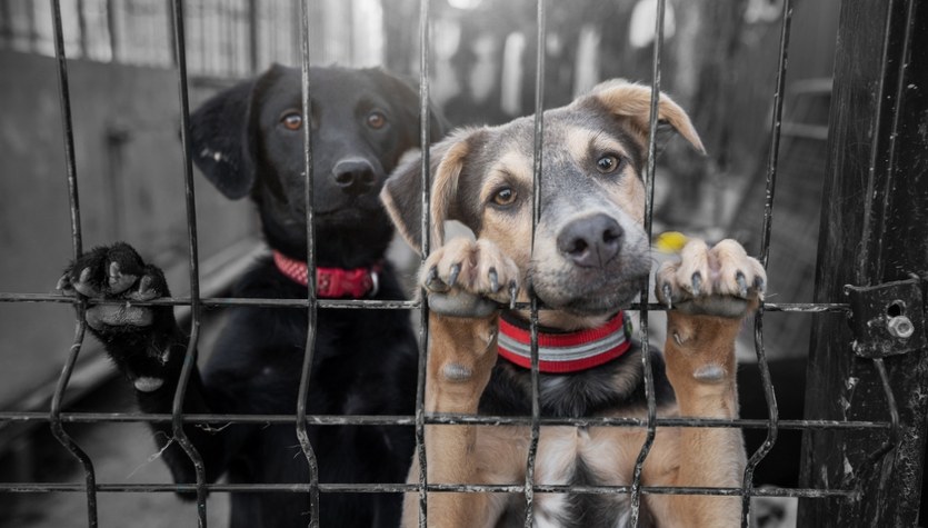 Kolejne schronisko na Mazowszu zamknięte 