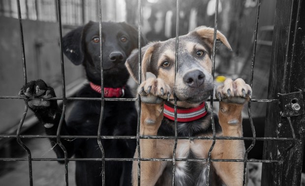 Kolejne schronisko na Mazowszu zamknięte 
