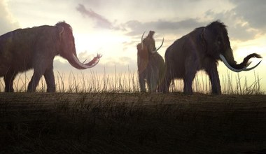 Kolejne sensacyjne odkrycie. Ludzie przybyli do Ameryki nawet 37 tysięcy lat temu. I jadali mamuty