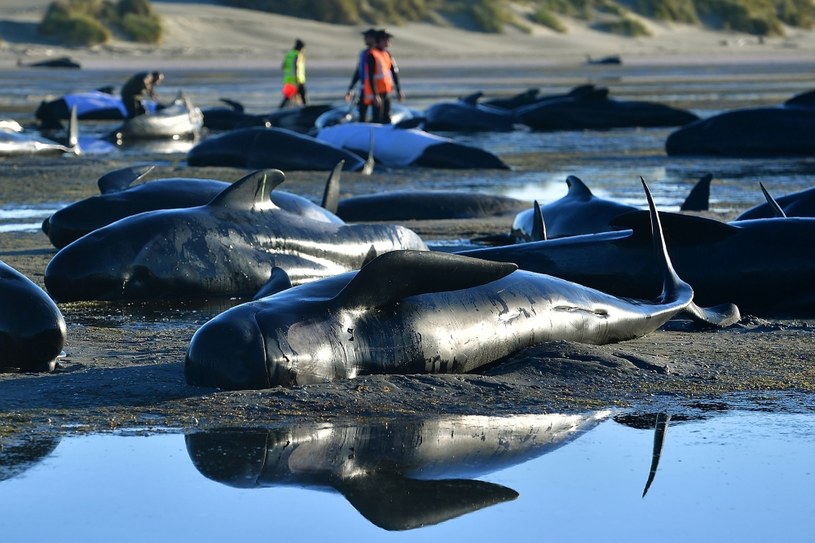 Kolejne setki waleni wyrzuconych na brzeg /MARTY MELVILLE /AFP