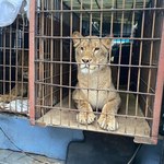 Kolejne trzy lwy ewakuowane z Ukrainy dotarły do zoo w Poznaniu