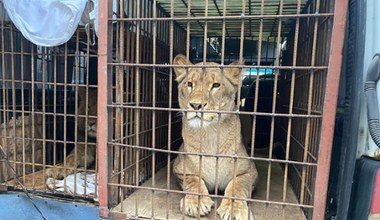 Kolejne trzy lwy ewakuowane z Ukrainy dotarły do zoo w Poznaniu