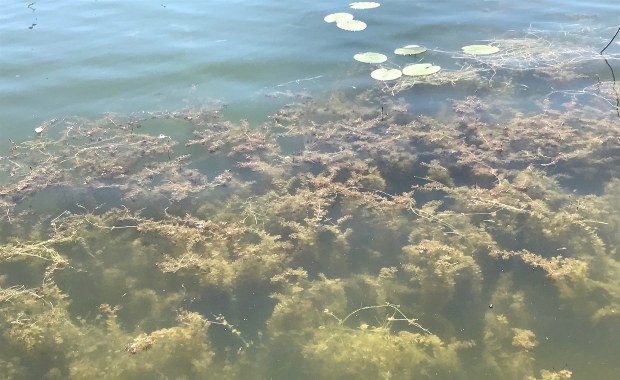 Kolejne zakazy kąpieli na Mazowszu