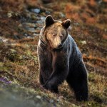 Kolejny atak niedźwiedzia na Słowacji. Leśnik w szpitalu
