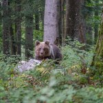 Kolejny atak niedźwiedzia na szlaku turystycznym w Słowacji