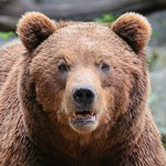 Kolejny atak niedźwiedzia w Słowacji. To już drugi w ciągu dwóch dni