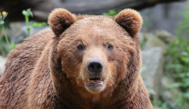 Kolejny atak niedźwiedzia w Słowacji. To już drugi w ciągu dwóch dni