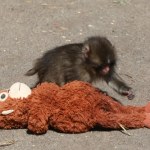 Kolejny etap w niezwykłej historii porzuconej małpki Punch