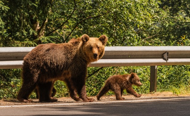 Kolejny europejski kraj jest za odstrzałem niedźwiedzi