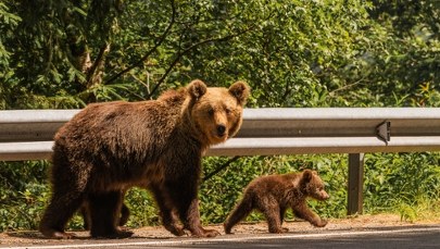 Kolejny europejski kraj jest za odstrzałem niedźwiedzi