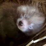 Kolejny maluch w rodzinie pand. Łódzkie zoo ma nowego mieszkańca