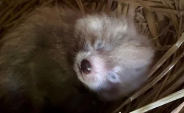 Kolejny maluch w rodzinie pand. Łódzkie zoo ma nowego mieszkańca