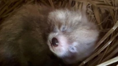 Kolejny maluch w rodzinie pand. Łódzkie zoo ma nowego mieszkańca