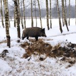Kolejny martwy dzik z ASF. Tym razem nie w Łódzkiem