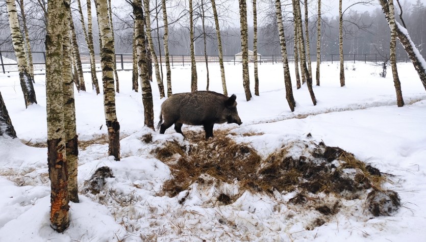 Kolejny martwy dzik z ASF. Tym razem nie w Łódzkiem