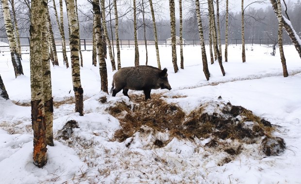 Kolejny martwy dzik z ASF. Tym razem nie w Łódzkiem