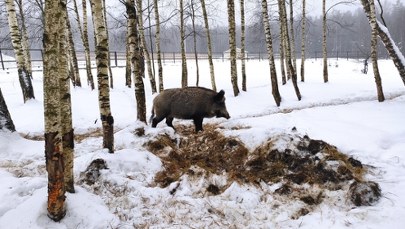 Kolejny martwy dzik z ASF. Tym razem nie w Łódzkiem