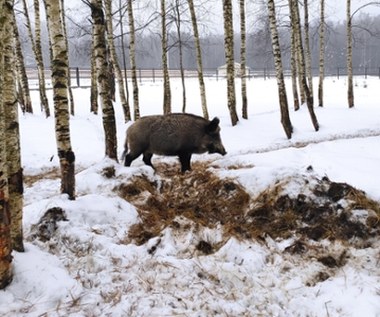 Kolejny martwy dzik z ASF. Tym razem nie w Łódzkiem