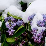 Kolejny miesiąc pobił rekord temperatury. Anomalie pogodowe w Polsce