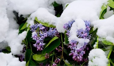 Kolejny miesiąc pobił rekord temperatury. Anomalie pogodowe w Polsce