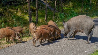 Kolejny odstrzał dzików w sopockich lasach