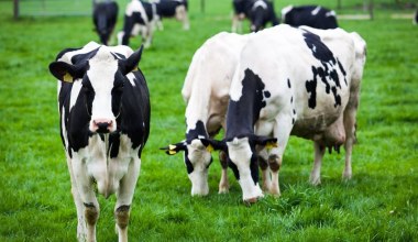 Kolejny przypadek ptasiej grypy u człowieka. Wszystko przez krowy