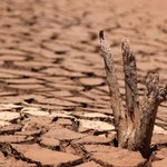 Kolejny rok z rzędu rolnicy muszą się liczyć z suszą 