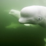 Kolejny rzadki waleń wpłynął do Bałtyku. Czy znów będzie problem?