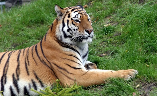 Kolejny tygrys Putina wyemigrował z Rosji