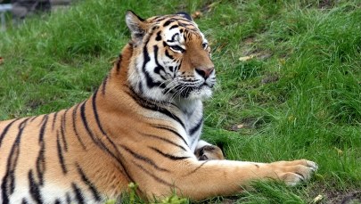 Kolejny tygrys Putina wyemigrował z Rosji