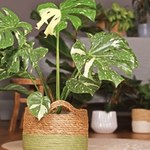 Kolekcjonerska monstera Tajka na promocji w Lidlu. Taka okazja może się nie powtórzyć! 