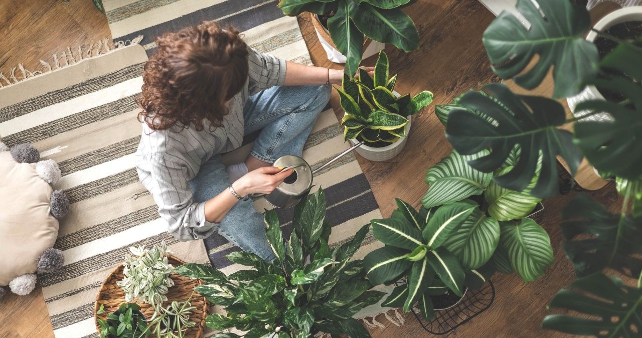 Kolekcjonerska Monstera w Lidlu. Taka okazja nie wróci szybko! /adobestock /INTERIA.PL