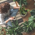 Kolekcjonerska Monstera w Lidlu! Zobacz, ile kosztuje