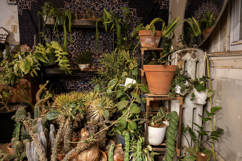 Kolekcjonerskie rośliny doniczkowe to kolejny zaskakujący trend, który podbija świat /Cielito M. Vivas - For The Washington Post /materiał zewnętrzny