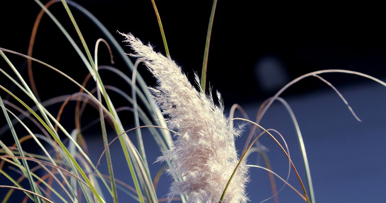 Коли обрізати декоративні трави? Не пропустіть термін /pixabay.com