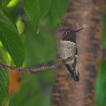Kolibry mogą wkrótce zniknąć. Wszystko przez zmiany, które zachodzą
