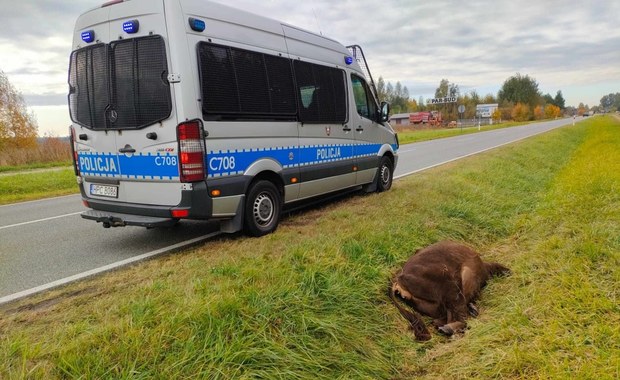 Kolizja z żubrem. Zwierzę nie doczekało pomocy