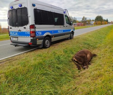 Kolizja z żubrem. Zwierzę nie doczekało pomocy