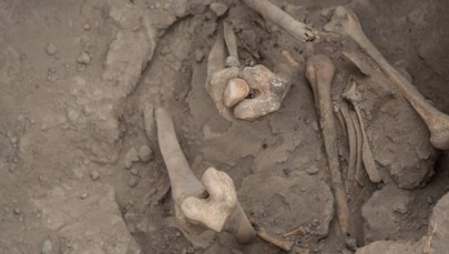 Koło Kielc odnaleziono szczątki czterech osób. "Ewidentnie możemy mówić o egzekucji komunistycznej"