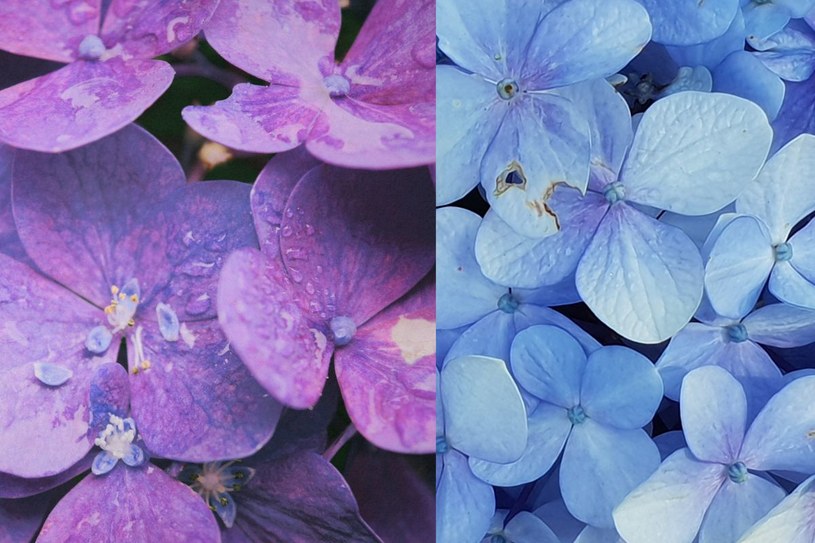 Kolor kwiatów hortensji możemy zmieniać poprzez modyfikację odczynu gleby /123RF/PICSEL