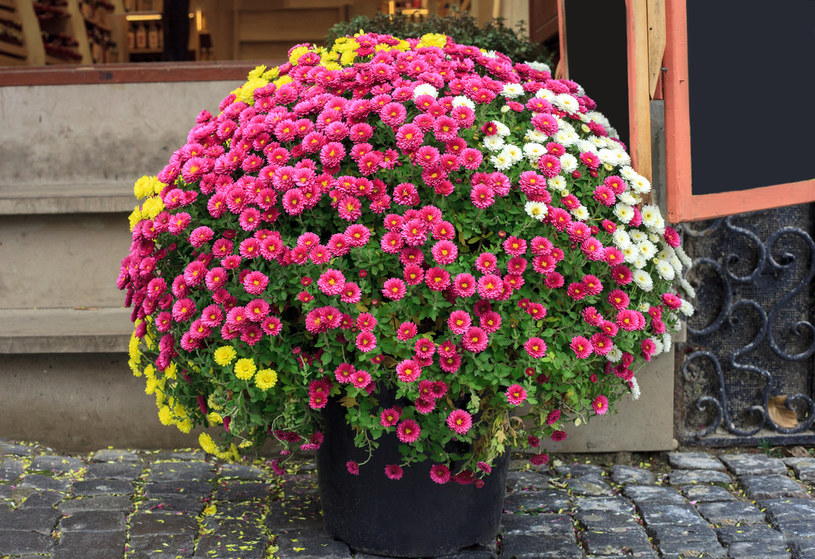 Kolor kwiatów ma znaczenie /123RF/PICSEL