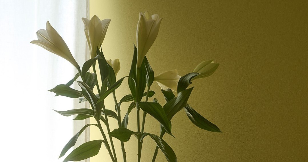 Кольором 2026 року названо L391 Chameleon - це теплий жовтий із зеленувато-лимонними нотками, який змінює відтінок залежно від освітлення /Domena publiczna