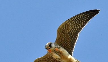 Kolorowe ptaki lecą przez Polskę. Biją rekordy liczebności. Co się dzieje?