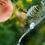 "Kolorowe tarantule" wykluły się na polskich łąkach. Lasy Państwowe ostrzegają przed ukąszeniem 