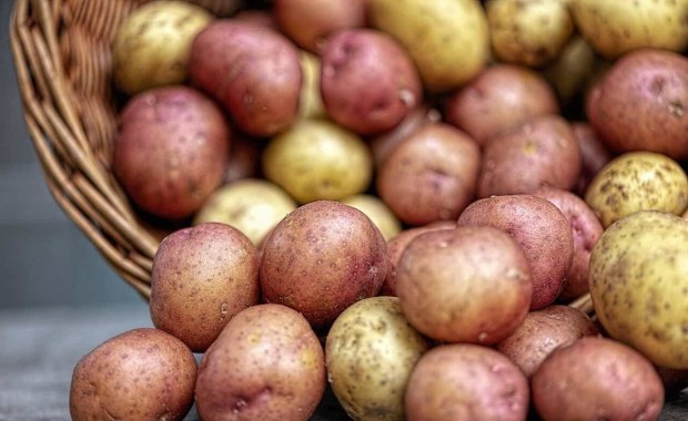 Kolorowe ziemniaki z Siedlec: Polska odpowiedź na światowy trend "superfoods"