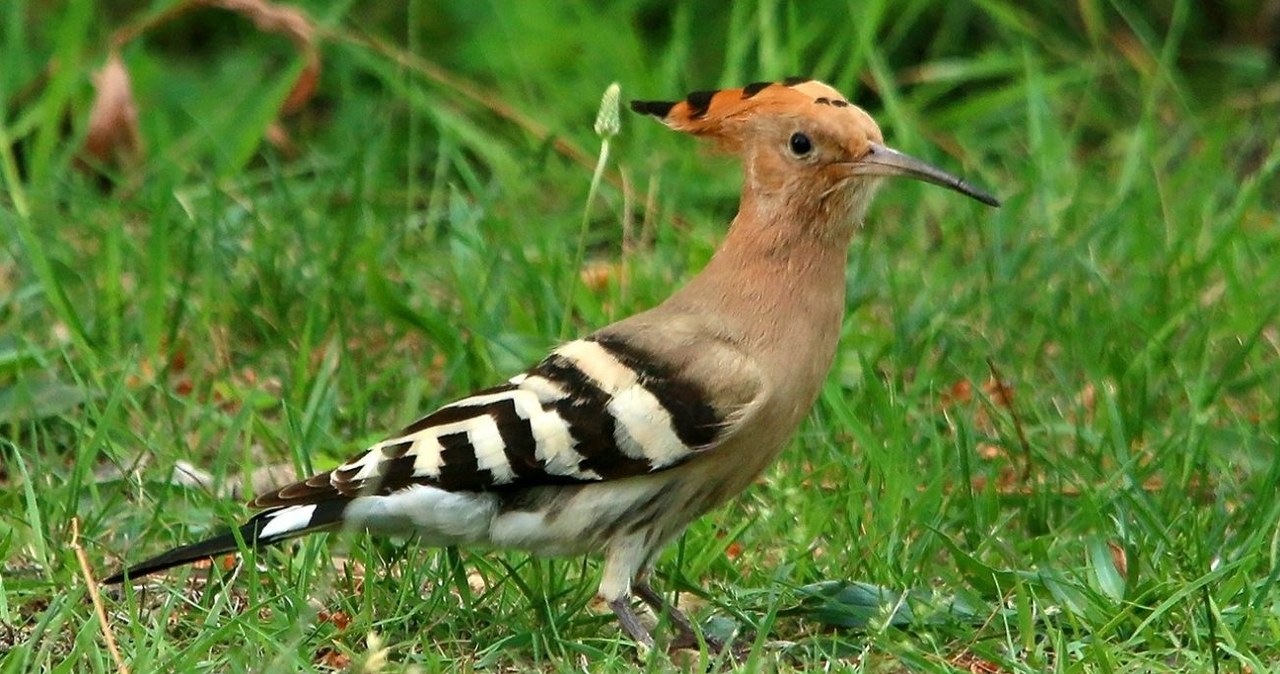 Kolorowy dudek jest Ptakiem Roku 2026 /Imran Shah  /CC BY-SA 2.0