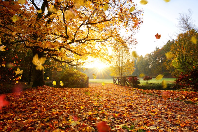 Kolorowy, jesienny krajobraz jest wyjątkowo efektowny. Wiele osób nie wie jednak, dlaczego jesienią drzewa zrzucają liście? /123RF/PICSEL