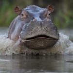 Kolumbia będzie zabijać hipopotamy. Inwazję sprowadził Escobar