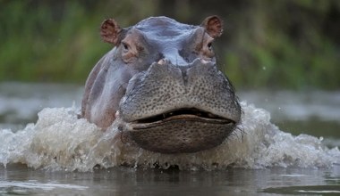 Kolumbia będzie zabijać hipopotamy. Inwazję sprowadził Escobar