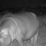 Kolumbia ma problem z hipopotamami. "Giganty Escobara" sieją spustoszenie